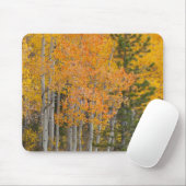 Provo-Fluss und Aspen-Bäume Mousepad (Mit Mouse)
