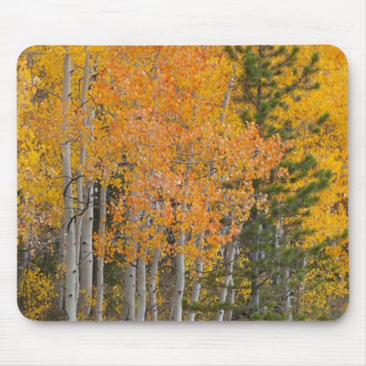 Provo-Fluss und Aspen-Bäume Mousepad (Vorne)