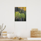Provo-Fluss und Aspen-Bäume Poster (Küche)