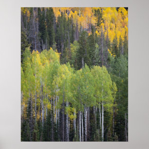 Provo-Fluss und Aspen-Bäume Poster