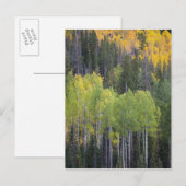 Provo-Fluss und Aspen-Bäume Postkarte (Vorne/Hinten)