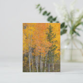 Provo-Fluss und Aspen-Bäume Postkarte (Stehend Vorderseite)