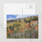 Provo-Fluss und Aspen-Bäume Postkarte (Vorne/Hinten)