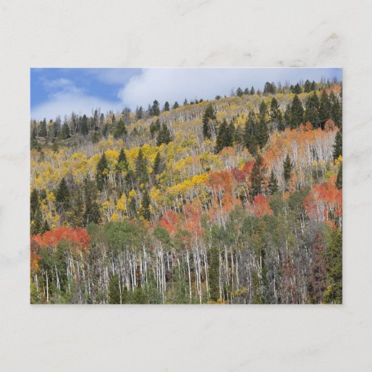 Provo-Fluss und Aspen-Bäume Postkarte (Vorderseite)
