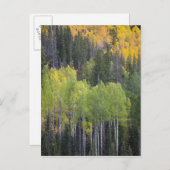 Provo-Fluss und Aspen-Bäume Postkarte (Vorne/Hinten)