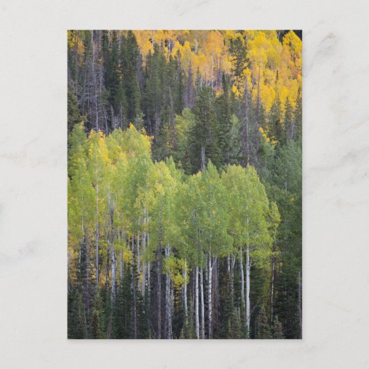 Provo-Fluss und Aspen-Bäume Postkarte (Vorderseite)