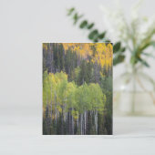 Provo-Fluss und Aspen-Bäume Postkarte (Stehend Vorderseite)