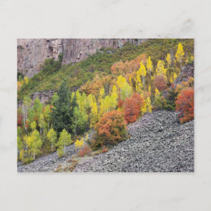 Provo-Fluss und Aspen-Bäume Postkarte