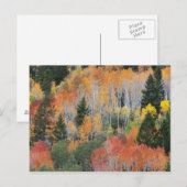 Provo-Fluss und Aspen-Bäume Postkarte (Vorne/Hinten)