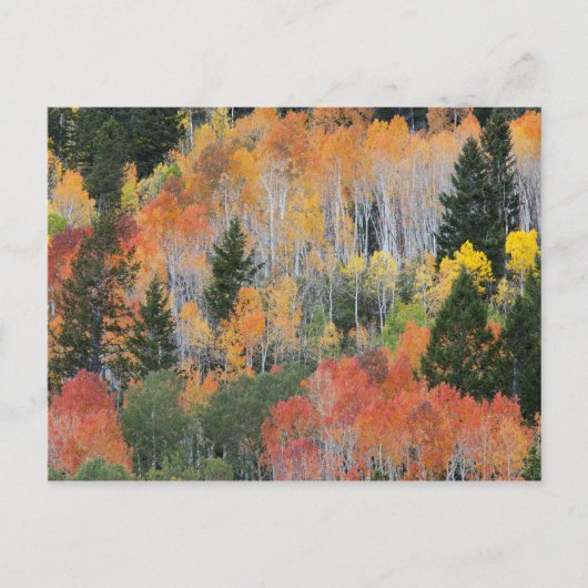 Provo-Fluss und Aspen-Bäume Postkarte (Vorderseite)