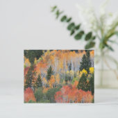 Provo-Fluss und Aspen-Bäume Postkarte (Stehend Vorderseite)