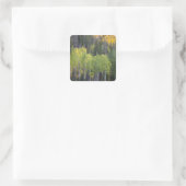 Provo-Fluss und Aspen-Bäume Quadratischer Aufkleber (Tasche)