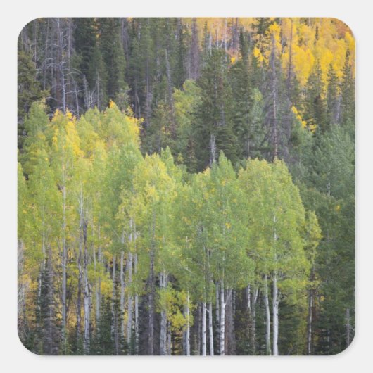 Provo-Fluss und Aspen-Bäume Quadratischer Aufkleber (Vorderseite)