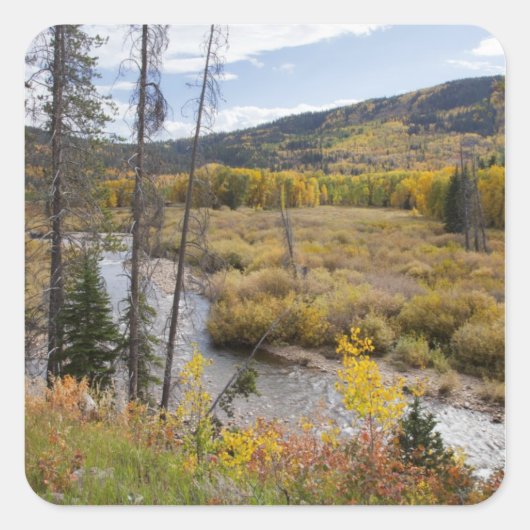Provo-Fluss und Aspen-Bäume Quadratischer Aufkleber (Vorderseite)