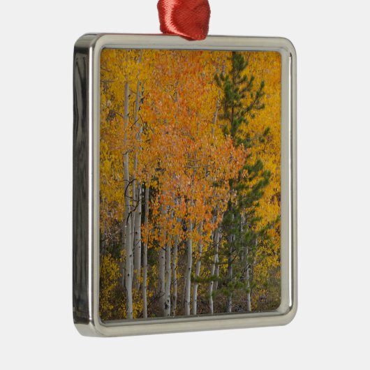 Provo-Fluss und Aspen-Bäume Silbernes Ornament (Rechts)