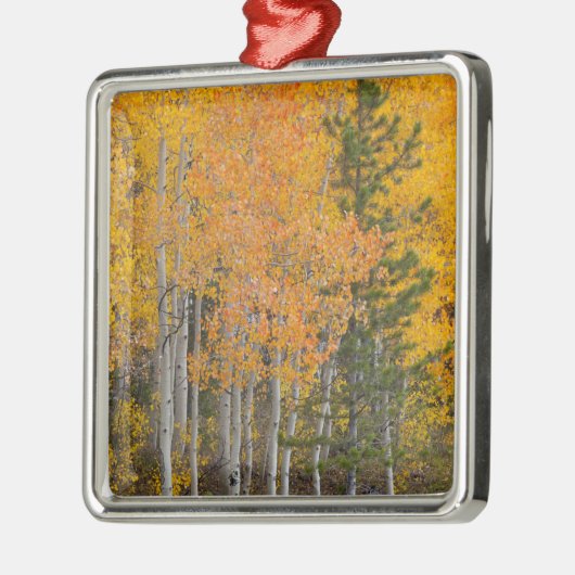 Provo-Fluss und Aspen-Bäume Silbernes Ornament (Links)