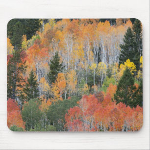Provo Fluss und Espen Mousepad