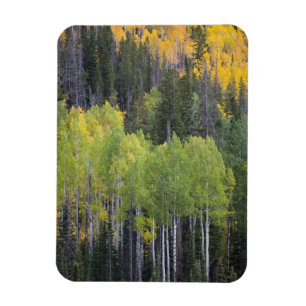 Provo River and aspen trees Magnet