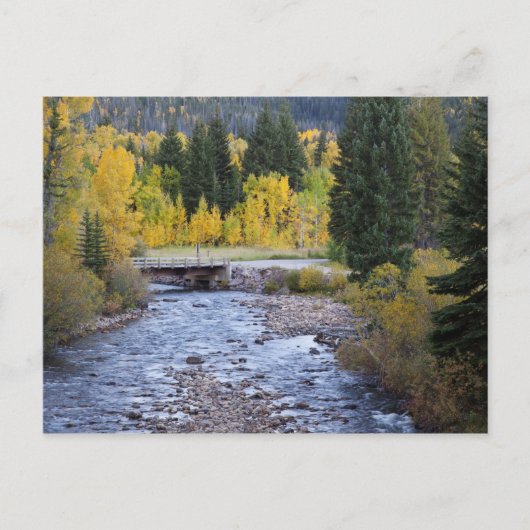Provo River und Espen Postkarte (Vorderseite)