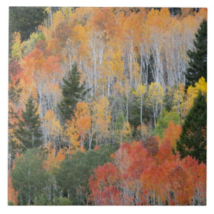 Provo- und Asphaltbäume Fliese