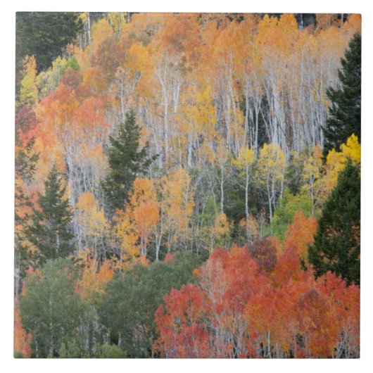 Provo- und Asphaltbäume Fliese (Vorderseite)