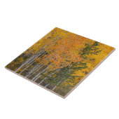 Provo- und Asphaltbäume Fliese (Seite)