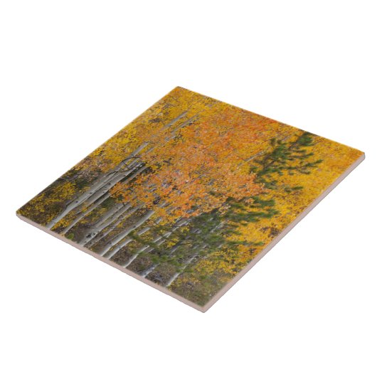 Provo- und Asphaltbäume Fliese (Seite)