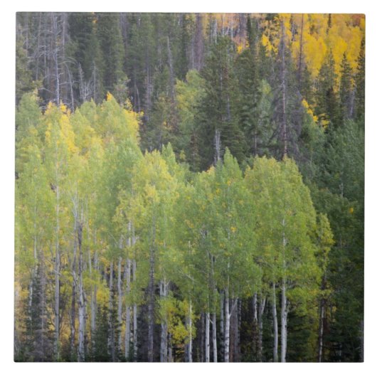 Provo- und Asphaltbäume Fliese (Vorderseite)