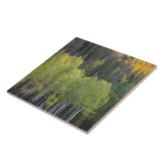 Provo- und Asphaltbäume Fliese (Seite)