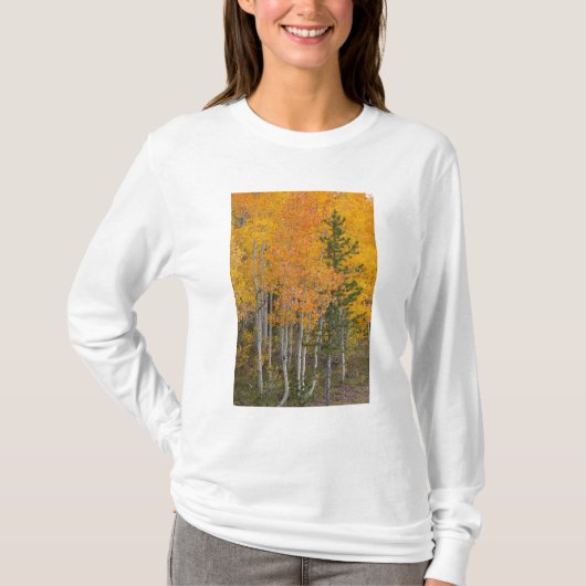 Provo- und Asphaltbäume T-Shirt (Vorderseite)