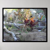 Prowl Poster (Vorne)