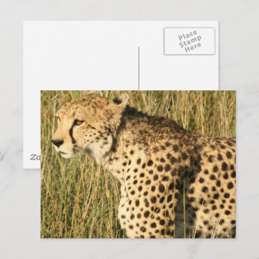 Prowling Cheetah Postcard Postkarte (Vorne/Hinten)