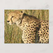 Prowling Cheetah Postcard Postkarte (Vorderseite)