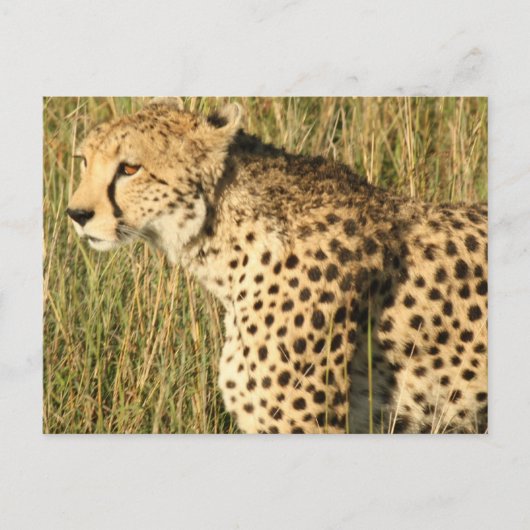 Prowling Cheetah Postcard Postkarte (Vorderseite)