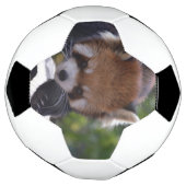 Prowling Red Panda Fußball (Gedreht)