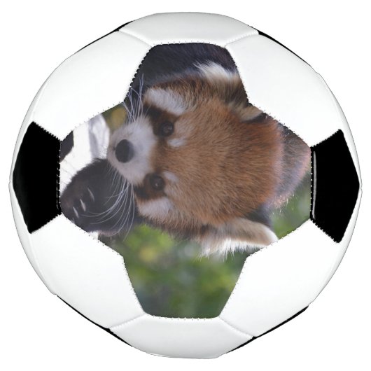 Prowling Red Panda Fußball (Gedreht)