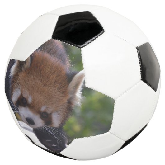 Prowling Red Panda Fußball (Dreiviertel)