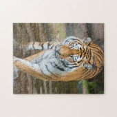 Prowling Tiger Portrait Fotografie Puzzle (Horizontal)