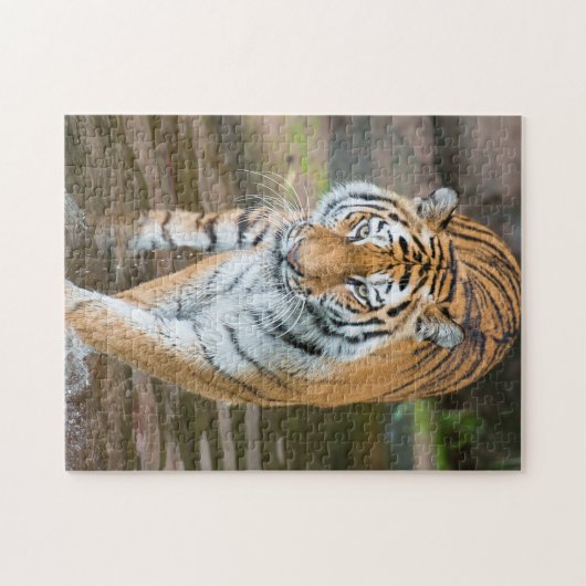 Prowling Tiger Portrait Fotografie Puzzle (Horizontal)