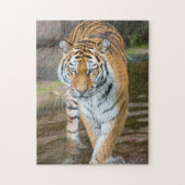 Prowling Tiger Portrait Fotografie Puzzle (Vertikal)