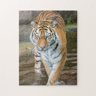 Prowling Tiger Portrait Fotografie Puzzle