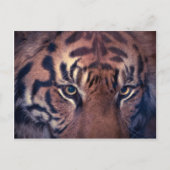 Prowling Tiger Postkarte (Vorderseite)
