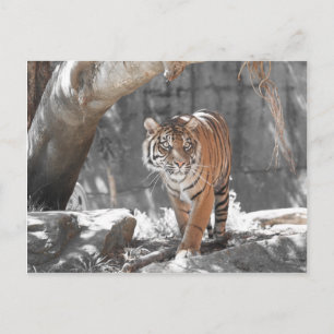 Prowling Tiger Postkarte
