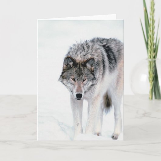 Prowling Wolf Karte (Vorderseite)