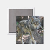 Prowling Wolf Magnet (Vorderseite/Rückseite)