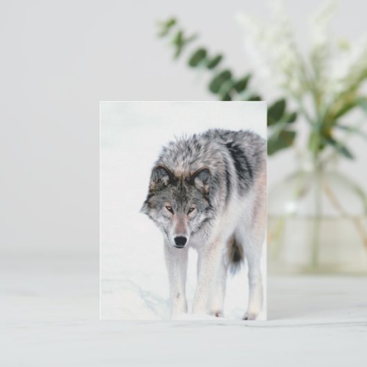 Prowling Wolf Postkarte (Stehend Vorderseite)
