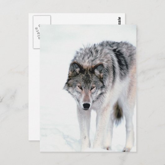 Prowling Wolf Postkarte (Vorne/Hinten)