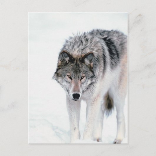 Prowling Wolf Postkarte (Vorderseite)