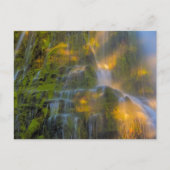 Proxy Falls Three Sisters Wilderness Oregon Postkarte (Vorderseite)