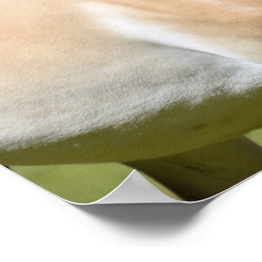 Prozewalski Poster (Ecke)